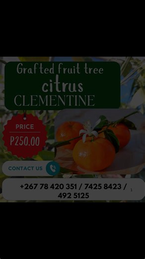 LUNAR INDUSTRIES PTY LTD (@lunarslantern)’s videos with original sound - LUNAR INDUSTRIES PTY LTD