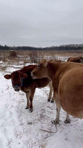 Jersey Cow Loves Her Calf