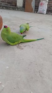 120K views · 2.3K reactions | Ringneck Parrots Dancing #Parrots #dancingparrot #beautifulparrot | Birds Lover | Facebook