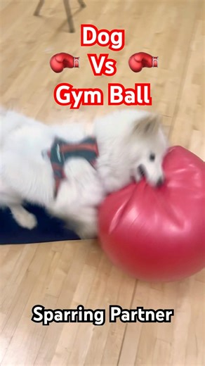 My Wolf Dog Just Destroyed a Gym Exercise Ball 🐺💥