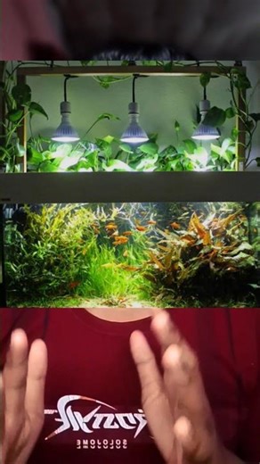 how to take care of Guppy grass 🤔🤔#mrariyanaqua #shortsfeed #guppygrass