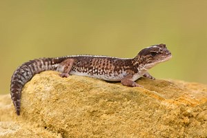 12 African Fat-Tailed Gecko Facts - Africa’s Incredible Lizard Species