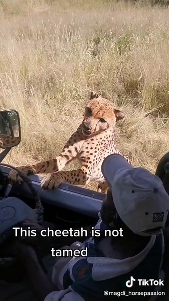 Things you can see in Namibia #Namibia #cheetah #feedingcheetah #wildlife #Africa #wildcat #lifeinnamibia #gepard #dzikikot #dzikiezwierzęta #cheetahtiktok