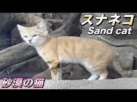 【ネコ】スナネコの生態〜「砂漠の天使」と呼ばれる世界最小の野生のネコ（Sand cat）〜【猫】