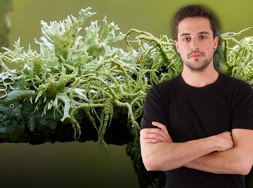 Los líquenes: la simbiosis más poderosa de la naturaleza