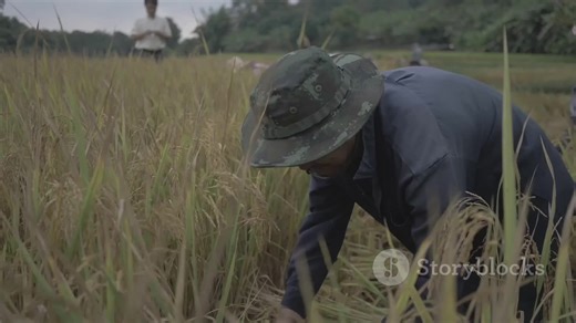 In this eye-opening video, we dive into the vital role of Filipino farmers, uncovering compelling statistical facts that highlight their immense contribution to our nation. From providing food security to sustaining local economies, farmers are truly our unsung heroes. Discover how they navigate challenges such as climate change and economic fluctuations while working tirelessly to feed our communities. Join us as we celebrate their resilience and dedication! Don’t forget to like and share this 