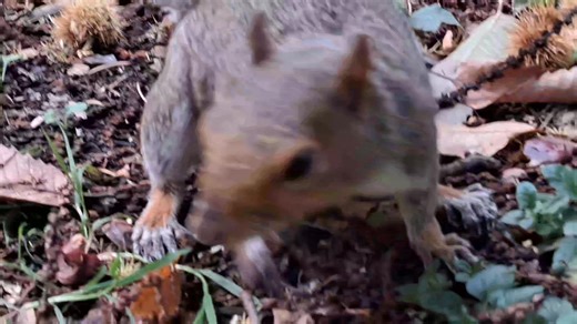 It's me Buttercup. Myself and Daisy really enjoyed our weekend nuts! | Merlin the Magic Squirrel and friends