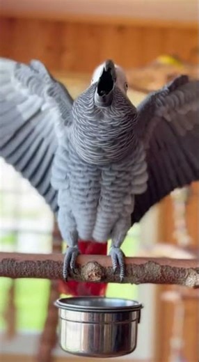 Parrot Dramatic Screaming Reaction
