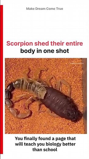 🦂Scorpion shed their 🔥entire body 🥵 in one shot ⏳ | MDCT