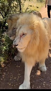 Walk with Lions in South Africa 🇿🇦 🦁