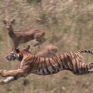 254K views · 1.5K reactions | We’re making it our mission to ensure a future for tigers and other endangered wildlife around the world. Project CAT is working to safeguard a healthy habitat for future generations of tigers by helping conserve nearly six million acres of protected land across four countries. #InternationalTigerDay  Learn more at Projectcat.Discovery.com | Science Channel | Facebook