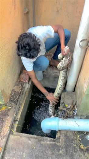 HEAD CATCH PYTHON 🥵￼￼#pythonrescue #shorts