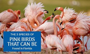The 3 Pink Birds in Florida