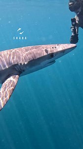 Blue Shark Is The Star Of The Show | White Shark Ocean