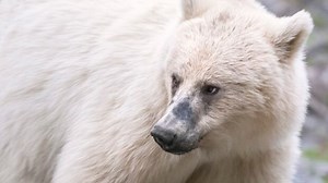 Rare white grizzly spotted in Banff