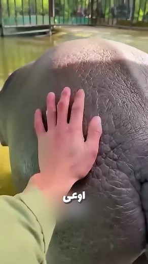 ‏اوعا تضايق فرس النهر زلز بالغلط
