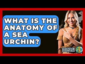 What Is The Anatomy Of A Sea Urchin? - Ecosystem Essentials
