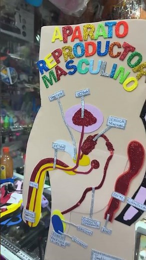 Maqueta de aparato reproductor femenino y masculino