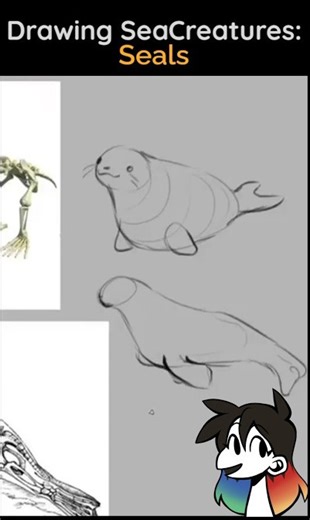 Drawing SeaCreatures; How to Draw Seals
