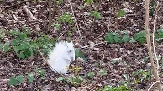 Dad goes to investigate 'bag of rubbish' - which turns out to be albino squirrel