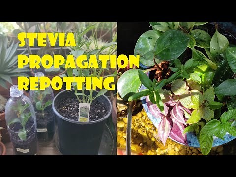 Stevia Propagation / How to propagate Stevia Rebaudiana / aquaponics / greenhouse