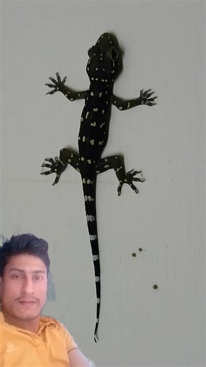 Cute Lizard | Lizard Sound | Lizard Call | #lizard #tiktiki #shorts #gecko