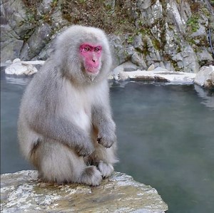 Turns out everyone loves a spa day - even these Japanese snow monkeys! | Culture Trip
