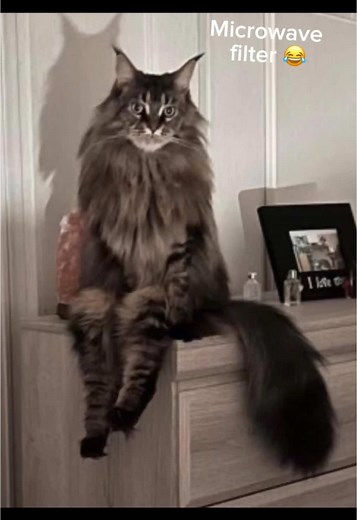 Green Screen Memes on TikTok