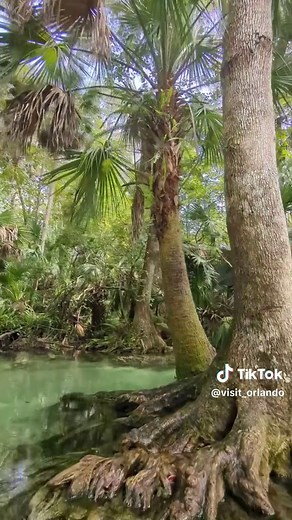 The sunshine state of mind lasts year-round when you're on these warm waterways ☀️ King's Landing provides a unique adventure, connecting guests to nature as they paddle through the emerald waters. 📍 : @Kings Landing Adventures #thingstodoinorlando #kingslandingfl #orlandoflorida #orlandovacation #kayaking