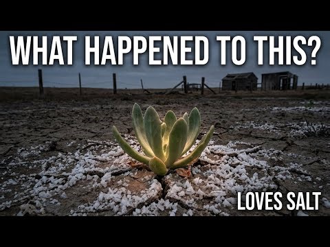 Salt-Loving Vegetable Exposed — What Happened to It?