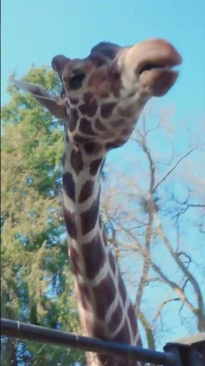 Blippi at the Zoo - Feeding the Animals | Educational Songs For Kids