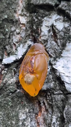Create Beautiful Forest-Inspired Jewelry! 🌲✨ #nature #craft #accessories #handmade #jewelry