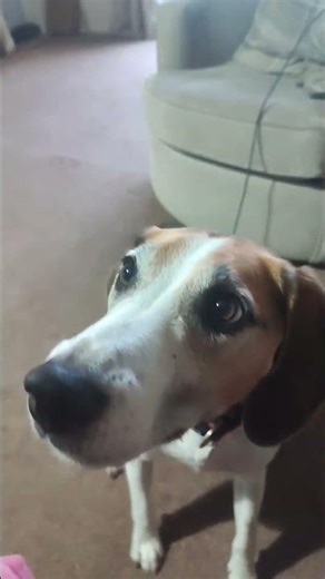 Soda pop dance dog edition #viral #makemefamous