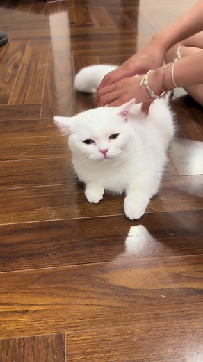 Cô gái thích massage #CapCut #cat #meow #catlover #catsoftiktok