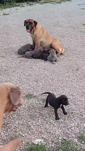 Nemesi porta la sua prole ovunque e la allatta; ogni tanto i cuccioli vanno a socializzare col resto del branco, che però deve fare molta attenzione a come si comporta coi piccoli, perché Nemesi è una mamma che non tollera troppe "amichevolezze" coi suoi figli 😂 . . . . . #canecorso #canecorsoitaliano #canecorsopuppies #canecorsofinstangram #canecorsoitaly #castellanselmo #ilmondodicastellanselmo #cuccioli #puppies | Il mondo di Castell'Anselmo