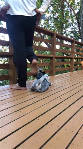 The sweetest little nugget @apollointhewild ✨💙 we love you dude! | Apollo in the Wild