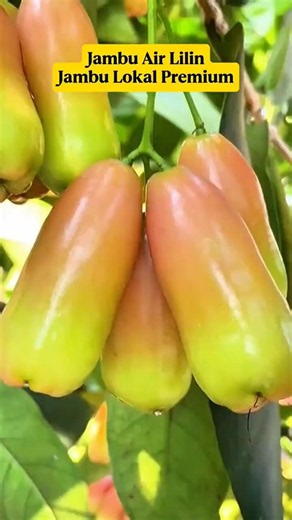 Wax Apple‼️ A Premium Local Fruit Often Mistaken for an Import‼️
