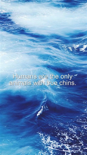 Did You Know? Humans are the only animals with true chins #Shorts