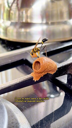 🐝 Observando a natureza bem de pertinho 🔍 👉🏼 Vespa do Barro | Vespa amassa barro 🔬Sceliphron caementarium 𝗼𝘂 fistularium #nature #biologia #entomologia #natureza | Ineedmoreva