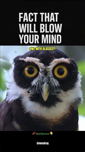 The Owl That Wears Glasses 😳🦉#DidYouKnow #WildFacts #Owl