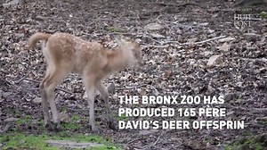 182K views · 1.8K reactions | Yes, deer! Rare baby deer make their debut at the Bronx Zoo. | HuffPost | Facebook