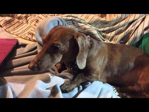 Dachshund growling