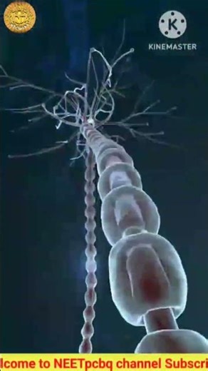#Nervous system # Nervous system 3D animation #Neurons #CNS