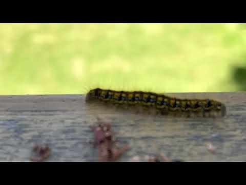 How Caterpillars Crawl - Extreme Close Up