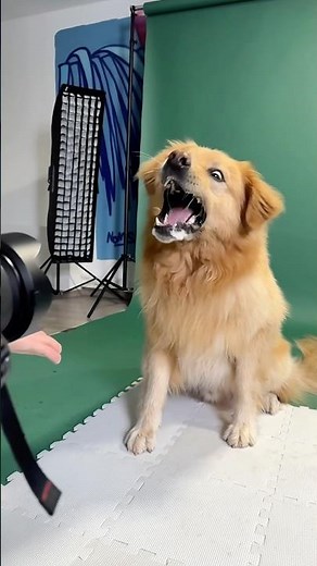 Backstages de nos dernières séances à Aix-en-Provence 😍🐶 #chien #photographe #chien