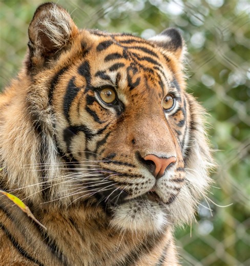 OKC Zoo welcomes new Sumatran tiger to animal family