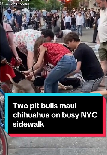 A 10-year-old chihuahua mix named Penny was seriously injured after being mauled by two pit bulls on NYC’s Upper West Side on Saturday. The people with the bigger dogs can be seen walking away from the scene. The same dogs are believed to have been involved in a fatal attack on a dog in Central Park earlier this year. Penny underwent emergency surgery and is now recovering. Her owners are calling for stronger laws around dog ownership and accountability. #dogs #nyc #chihuahua #pitbull #uws #manh
