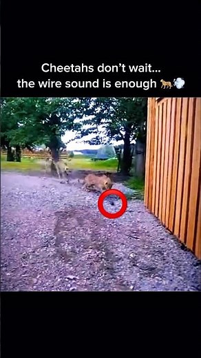 2 Cheetahs vs 1 Mechanical Rabbit