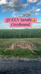 Sheeeeeeesh 👑 | greyhound dog