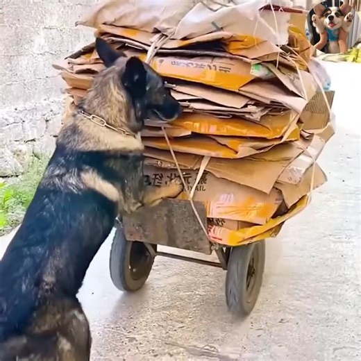 444K views · 10K reactions | A kind dog who loves to help people 殺殺殺 | Dogs World | Facebook